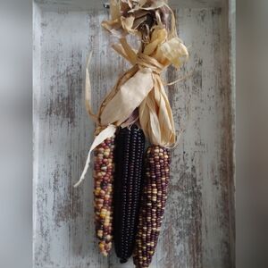 Ornamental Corn